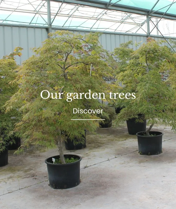 Our garden trees